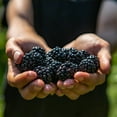 thumbnail image 3 of Navaho Blackberry Bush 3 Gallon, 3 of 6