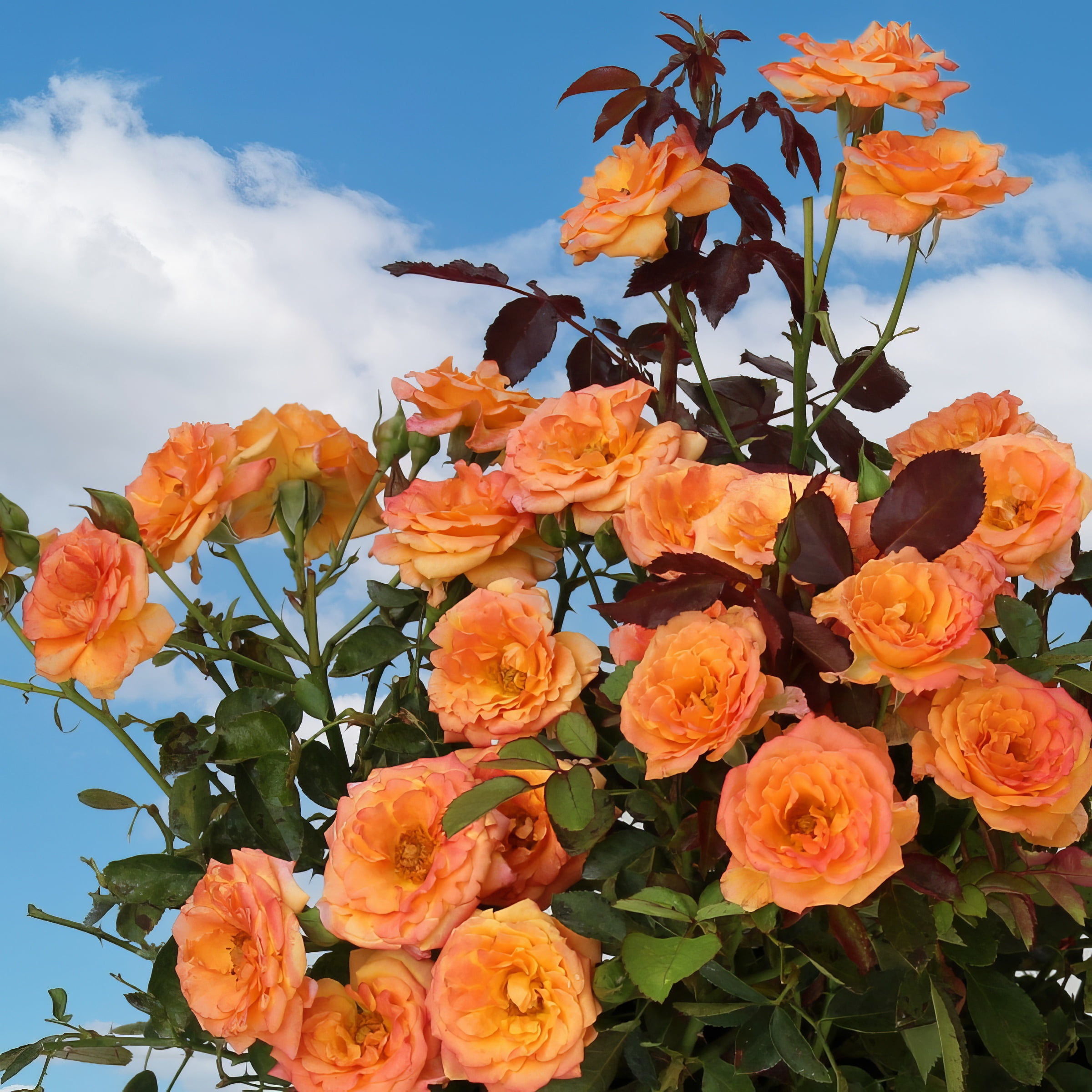 Live Shrub 4" Mini Rose Teddy Bear (3-Pack) with Full Sunlight