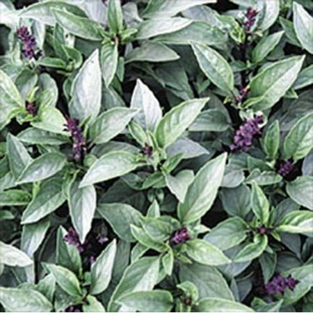 Basil Thai Great Garden Herb 200 Seeds By Seed (Best Way To Plant Basil)