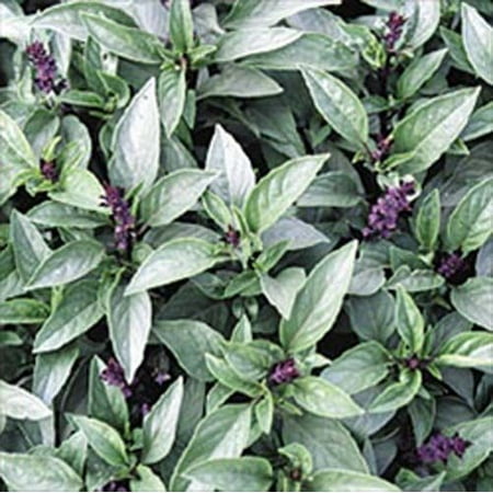 Dry Garden Herbs - Basil Thai Great Garden Herb 200 Seeds By Seed Kingdom