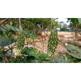 thumbnail image 3 of TomorrowSeeds - Black Pearl Bitter Melon Seeds - 15+ Count - For 2026 Planting Indian Bitter Gourd, 3 of 9