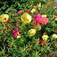 500+ Purslane Seeds Green NonGMO Fresh Garden Seeds Portulaca