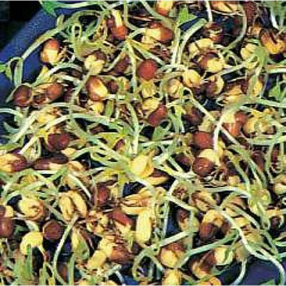 Bean Adzuki Sprouting Great Heirloom Vegetable by Seed Kingdom 1 Lb Seeds