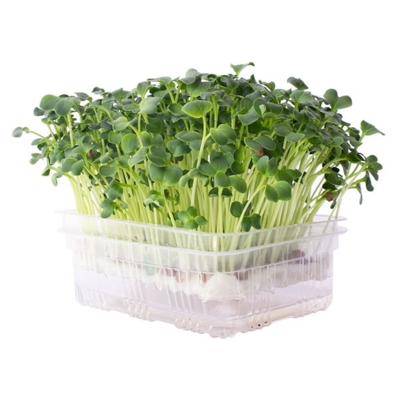 Re-usable Self-Watering Mini Microgreens Growing Trays - 1 Tray - For Any Soil or Hydroponic Microgreens Growing Kit - Grow Micro Greens, Wheatgrass, or Cat Grass - Easy Countertop Sprouting Tray