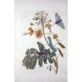 thumbnail image 3 of Merian, Sybilla 17x24 Black Modern Framed Museum Art Print Titled - Tropical flower,Butterfly, plate 45, 3 of 5