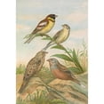 thumbnail image 2 of Johann Friedrich Naumann 14x18 Gold Ornate Wood Frame and Double Matted Museum Art Print Titled - Embarrass Aureola Pall, Embarrass Caesia Cetschmar, 2 of 4