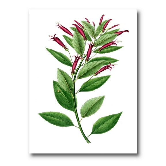 Designart ' Ancient American Flora V ' Traditional Canvas Wall Art Print
