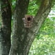 thumbnail image 4 of Comedero Para Pájaros Raccoon Tree Stump Pajarera De Madera Natural Con Diseño Para Jardín, 4 of 8