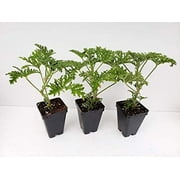 3 Citronella Plants in 2.5 Inch Pots . Mosquito Plant/Deodorant Plant/ Citrosa Geranium. Great Mosquito Repellent!