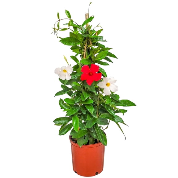 Tropical Plants of Florida 36" Mixed Red and White Mandevilla Plants on a Starter Trellis; Full to Partial Sunlight, White Flowers and Red Flowers
