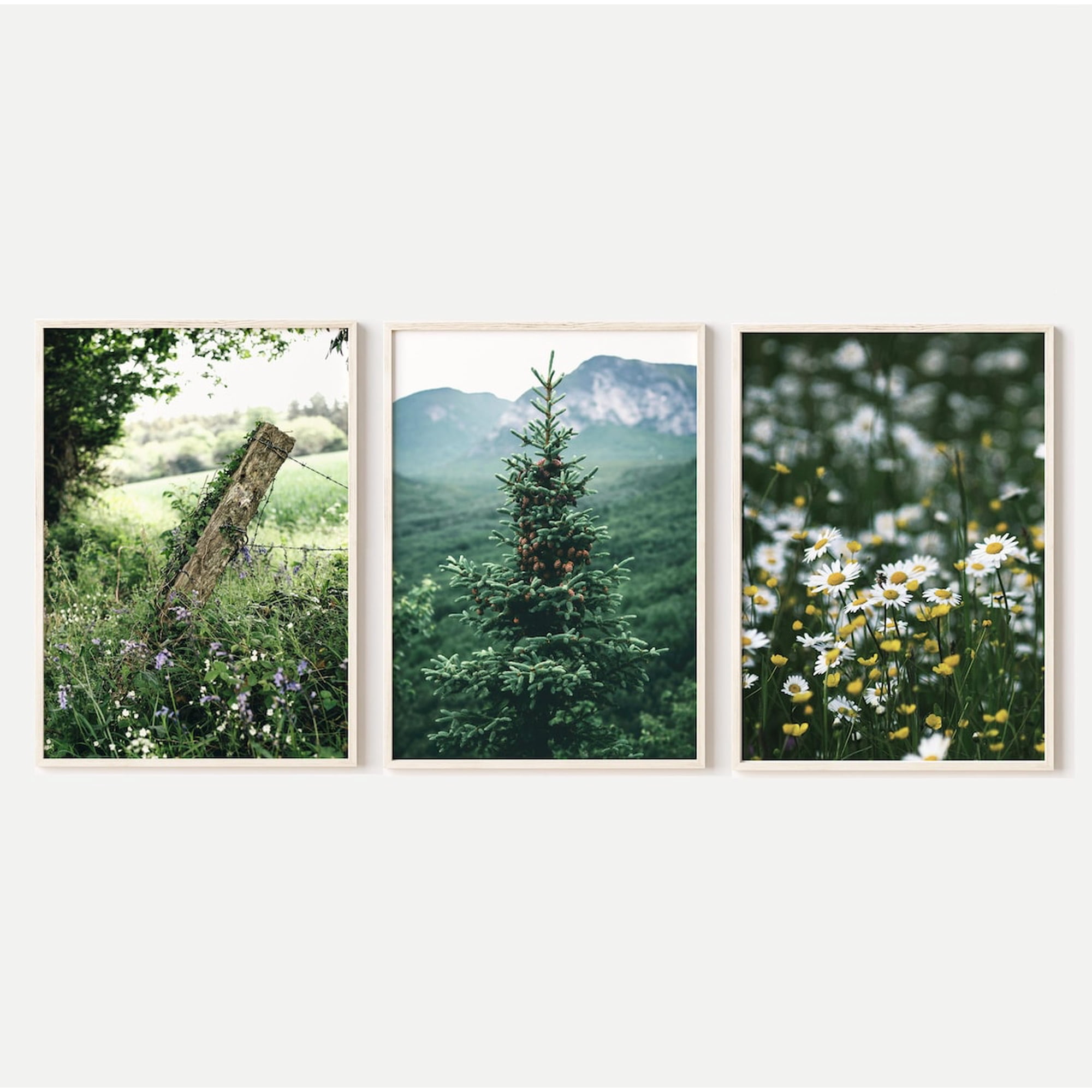 Green Landscape Photography Daisy And Nature Wall Art Prints Botanical Bedroom And Living Room Decor