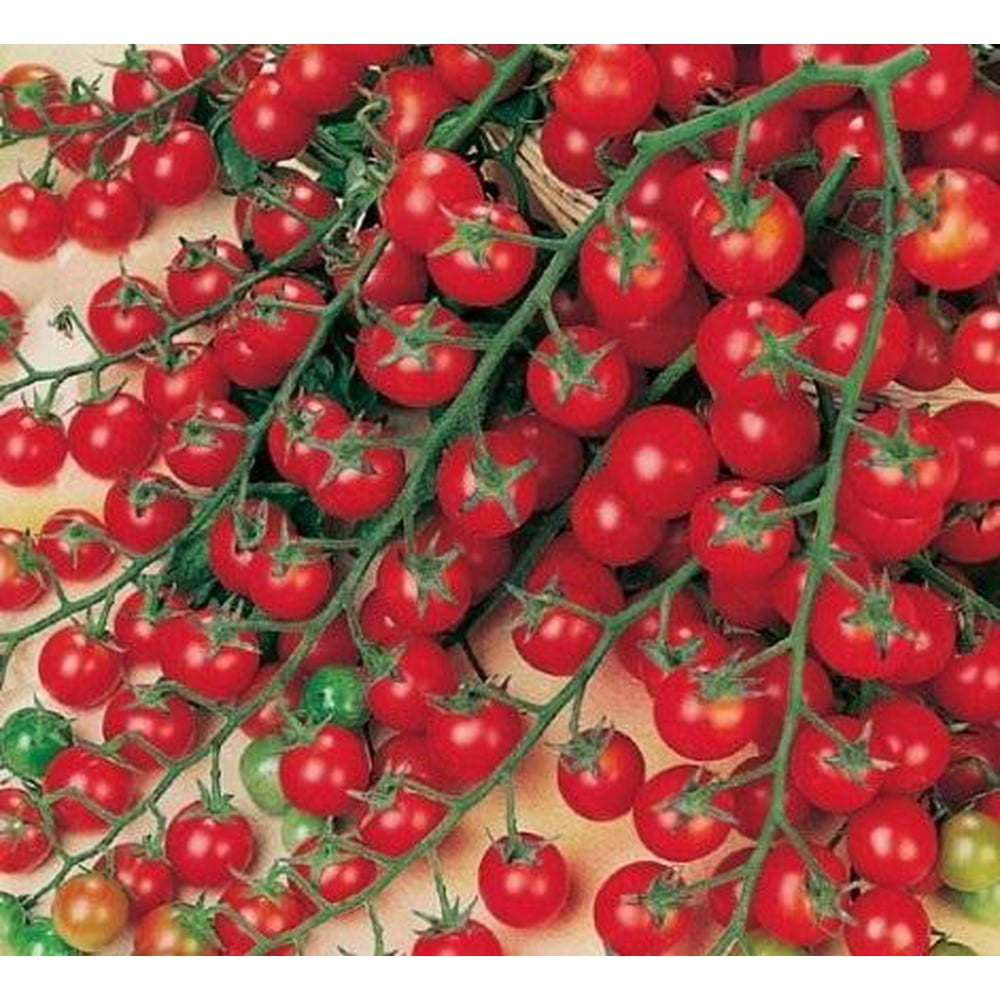 Sweet Million Cherry Tomato Seeds