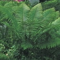 thumbnail image 3 of Ostrich Fern Dormant Bare Root Perennial Plant Roots (5-Pack), 3 of 4