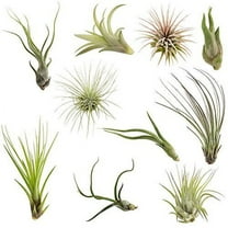 Air Plants Tillandsia Collection of 10 Easy Houseplants for Beginners Small to Medium 1.5"-6" 