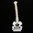 thumbnail image 4 of Spine Model, Removable With 5 Rollers White Spine Anatomy Model, Natural Bone Size For Teaching Skeleton Anatomy Study Teaching Hospital  School, 4 of 8