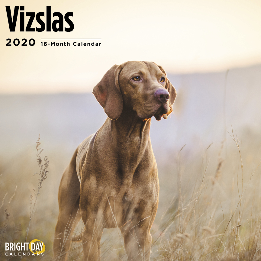 2020 Vizslas 16 Month 12 x 12 Wall Calendar Cute Pointer Retriever Hunting Dog