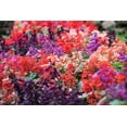 thumbnail image 2 of 100 MIXED COLORS SALVIA Splendens Red Purple White Pink Sage Flower Seeds, 2 of 9