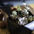 thumbnail image 4 of Costa Farms Succulents Fully Rooted Live Indoor Plant, 2-Inch Grower's Choice, 11-Pack, 4 of 4