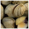 thumbnail image 4 of Almeja Chirla Océanos Salvajes Congelada 1 kg, 4 of 6