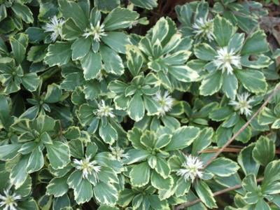 Classy Groundcovers Variegated Japanese Spurge Pachysandra Terminalis Silveredge Variegated Pachysandra Pachysandra Variegata 50 Bare Root Plants Walmart Com Walmart Com