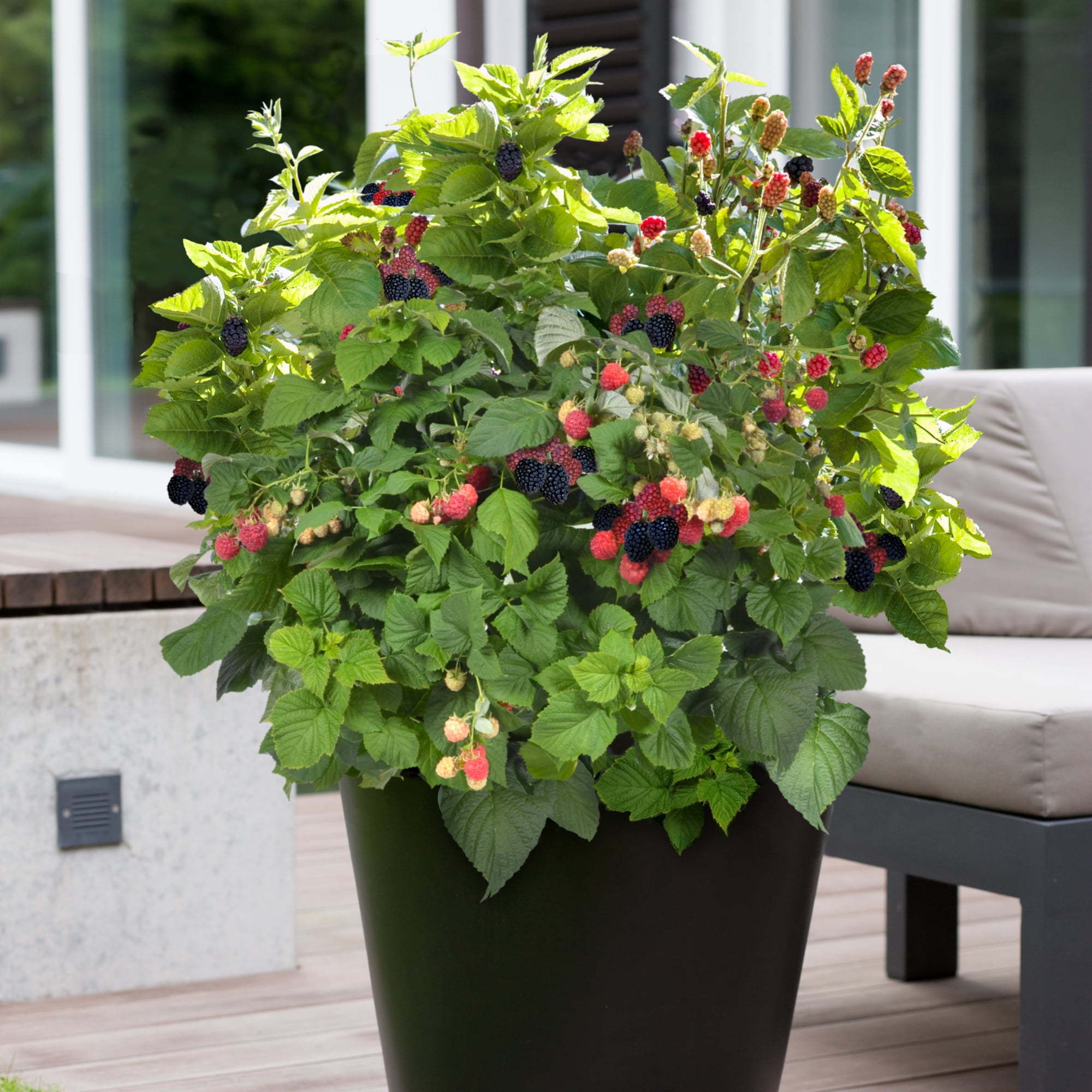 Bushel & Berry Blackberry Baby Cakes Live Shrub in 2-Gallon Grower Pot