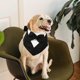thumbnail image 1 of unbranded Bandana Para Perro Con De Traje Para Fiestas Y Sesiones Fotográficas Especiales, 1 of 5