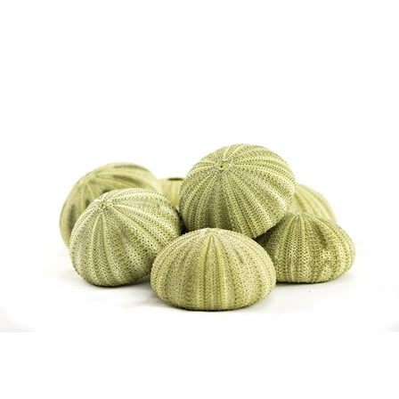 Sea Urchin | 8 Green Sea Urchin Shells for Craft and Decor
