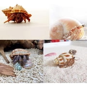 Sinkoo 8 Pcs Hermit Crab Shells Medium to Large Growth Turbo Seashells 1-2 Openning Size Natural Decoration Hermit Crab Supplies Turbo Growth Shells