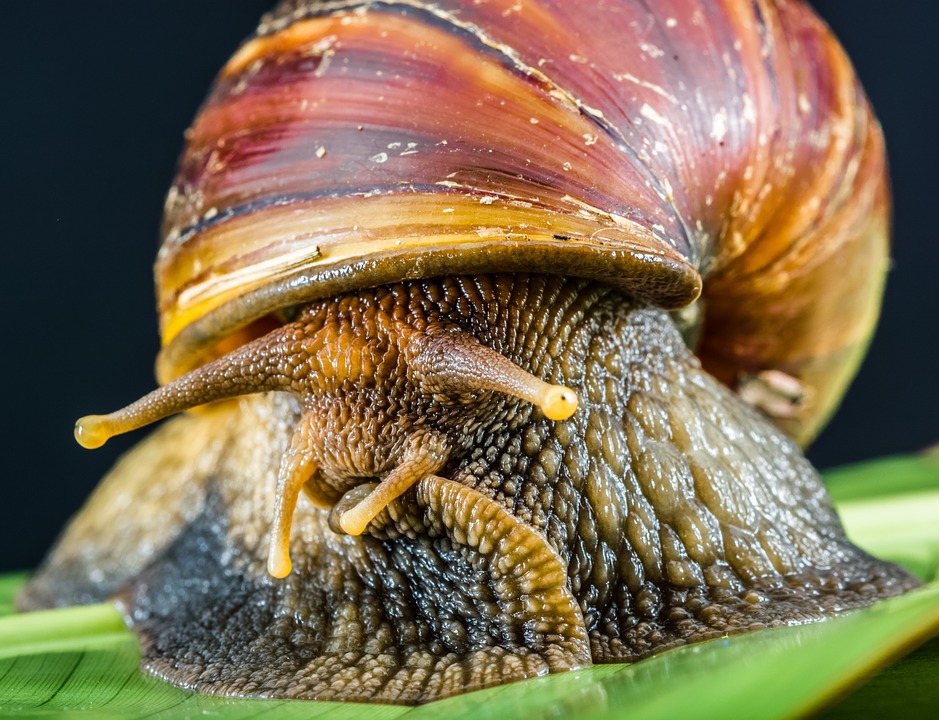 Canvas Print Slimy Snail Land Snail Reptiles Mollusk Stretched Canvas