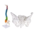 thumbnail image 1 of Modelo de vertebral de ño natural con pelvis y fémures y pelvis femenina con cóccix, sacro púbico, nervios espinales y arterias perfke Estatua de la columna vertebral humana, 1 of 8