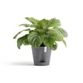 thumbnail image 3 of Ecopots Venice 2 Durable Modern Round Indoor/Outdoor Recycled Based Composite Flower Pot Planter w/ Water Reservoir, Grey, 12", 3 of 4