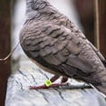 thumbnail image 3 of 100pcs Pigeon Leg Rings Pigeon Race Markers Pigeon Rings Racing Pigeon Ankle Bands, 3 of 6