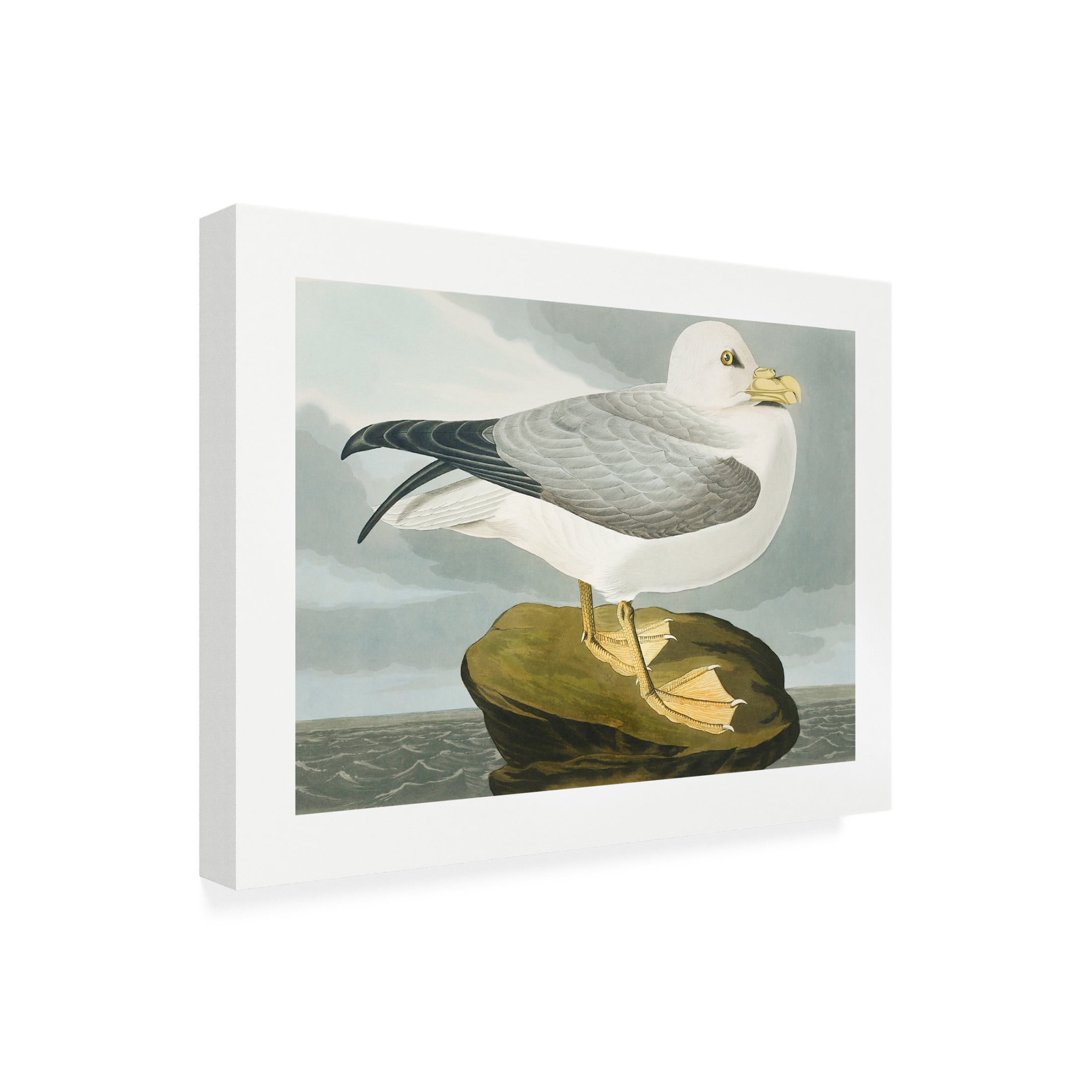 Trademark Fine Art Pictufy   Fulmar Petrel From Birds of America 1827 Canvas Wall Art