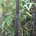 thumbnail image 4 of 300+ Black Bamboo Seeds for Planting - Exotic and Fast Growing Windbreak or Privacy Screen, 4 of 7