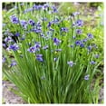 thumbnail image 5 of Everwilde Farms - 150 Stout Blue-Eyed Grass Native Wildflower Seeds - Gold Vault Seed Packet, 5 of 5