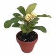 thumbnail image 4 of Yellow Biblical Crown of Thorns Plant - Euphorbia - RARE! - 2.5" Pot, 4 of 4