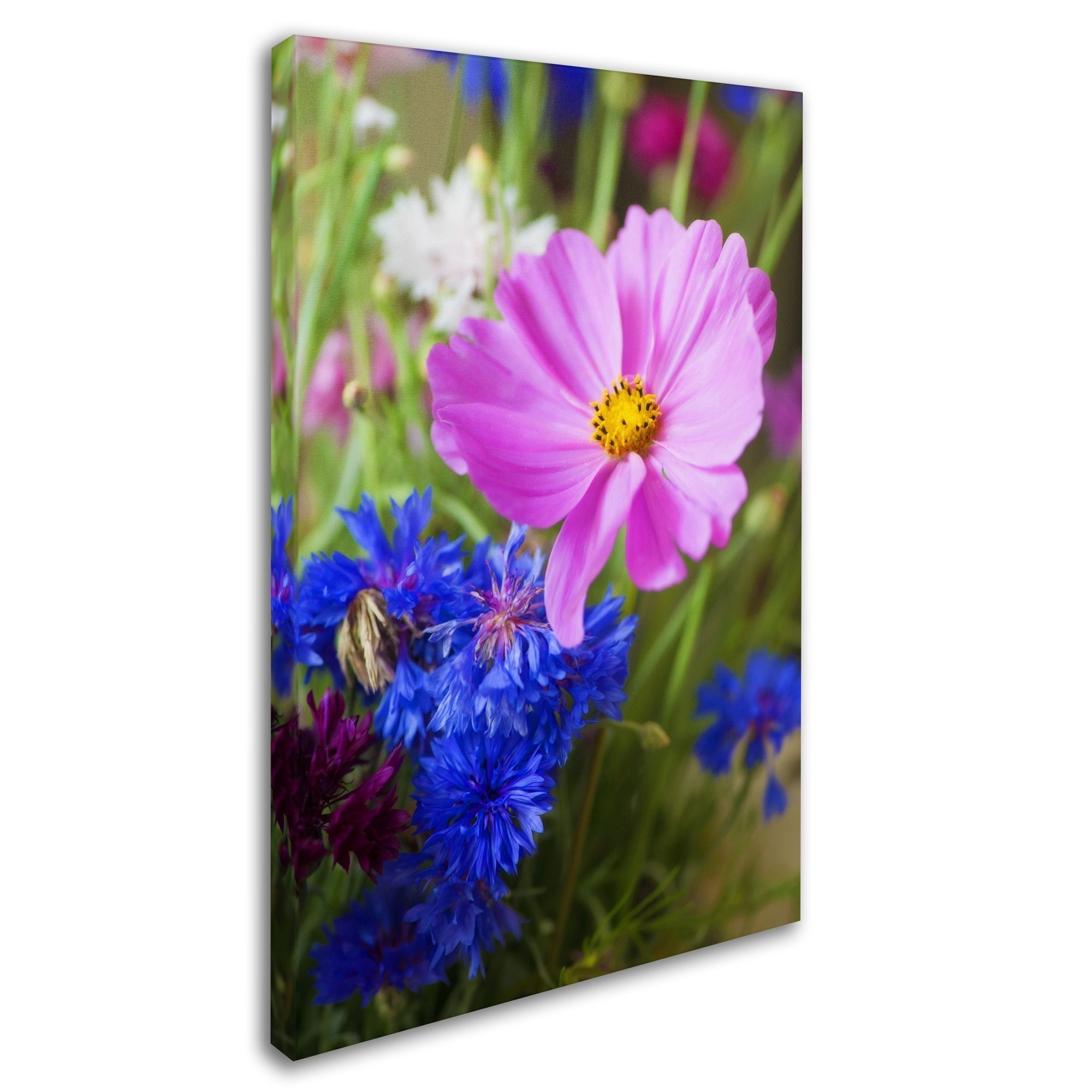 Trademark Fine Art "Cosmo" Canvas Art by Philippe Sainte-Laudy