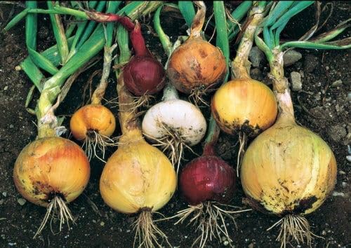 Mixed Red, White and Yellow Onion Sets 1 Pound, Non-GMO Bulbs for Planting - Onion Assortment