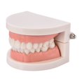 thumbnail image 3 of Standard Teeth Model Kids Teaching Study Supplies Adult Standard Typodont Demonstration Teeth Model, 3 of 6