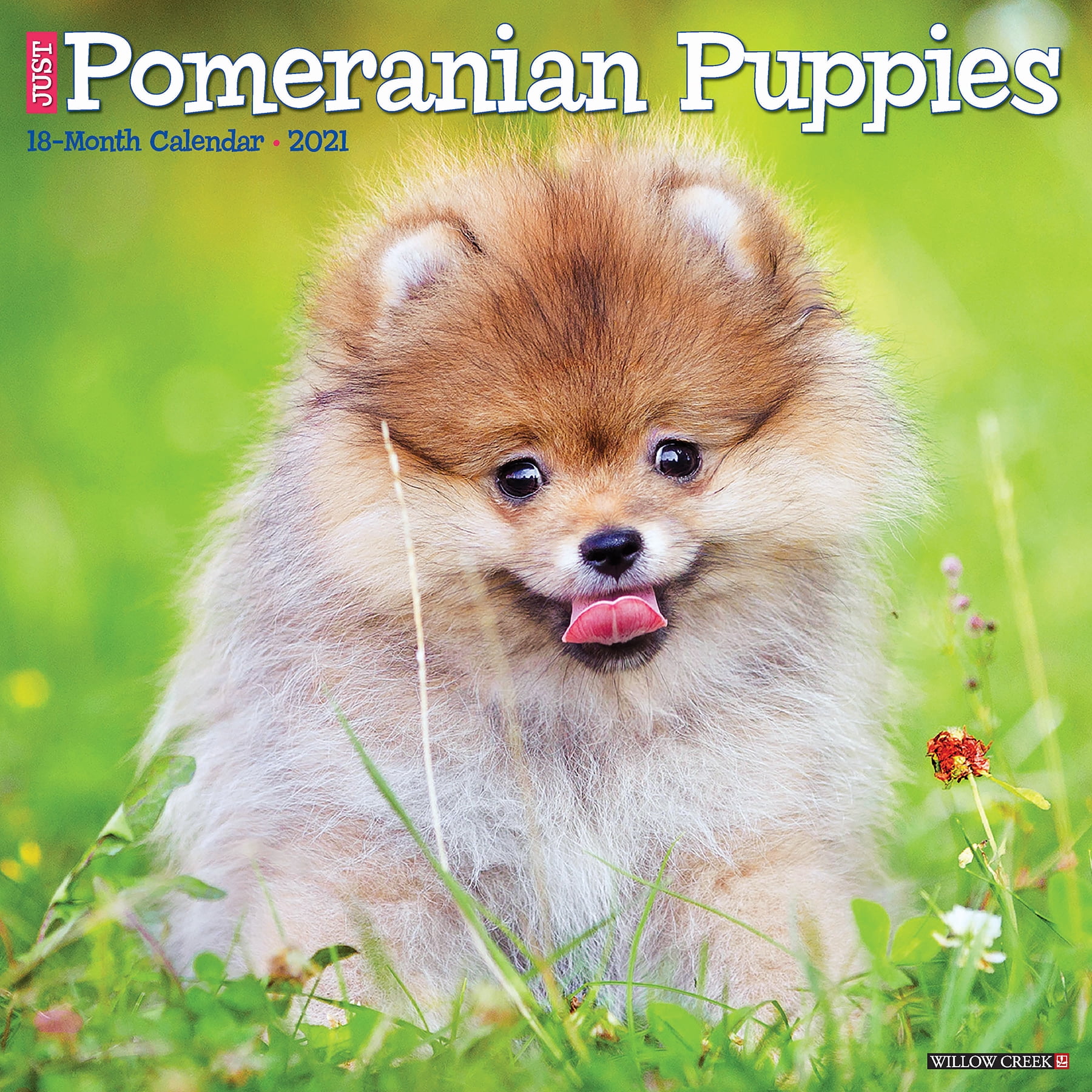 Willow Creek Press 2021 Just Pomeranian Puppies Wall Calendar Walmart Com