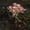 Solar Camellia Lights Under $5 a3, variant on Kadlawus Solar Camellia Garden Lights for Outdoor, 7 Lifelike Camellia Buds LED Lights, Waterproof Metal Flower Stakes, Warm White Solar Lights for Meadow Terrace and Garden Lighting