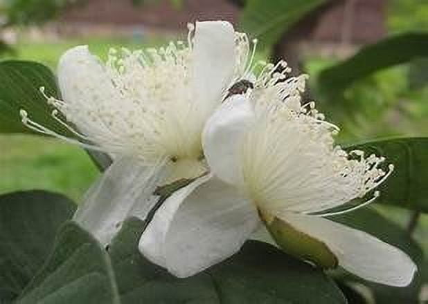 Pink Guava Tree - Live Plant in a 1 Gallon Pot - Psidium Guajava - Edible Fruit Bearing Tree