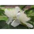 thumbnail image 3 of Pink Guava Tree - Live Plant in a 1 Gallon Pot - Psidium Guajava - Edible Fruit Bearing Tree, 3 of 8