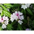 thumbnail image 5 of Yaku Prince Rhododendron, 5 of 6