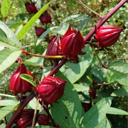 Roselle Plant Live, Easy Care Tropical Hibiscus with Red Blooms, 6-8 Inch Starter