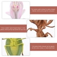 thumbnail image 2 of 3 Pcs Modèle d'Insecte Réaliste en Plastique Modèle de Mante Simulée Modèle d'Insecte Artificiel Jouet pour Enfants, 2 of 8