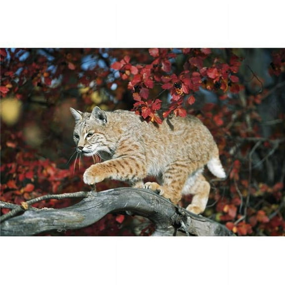 Bobcat Walks On Branch Through Hawthorn in Autumn - Idaho USA Poster Print - 19 x 12