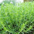 thumbnail image 4 of Tarragon Seeds - Artemisia Dracunculus Drought Tolerant Herb Garden Plant Seed - 10000 Seeds, 4 of 8