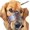 Brown, variant on Philowng Dog Muzzle Leather, Soft Secure Anti-Barking Leather Muzzle for Large Sized Dogs to Prevent Biting, Breathable and Adjustable, Allows Drinking and Panting, Used with Collars