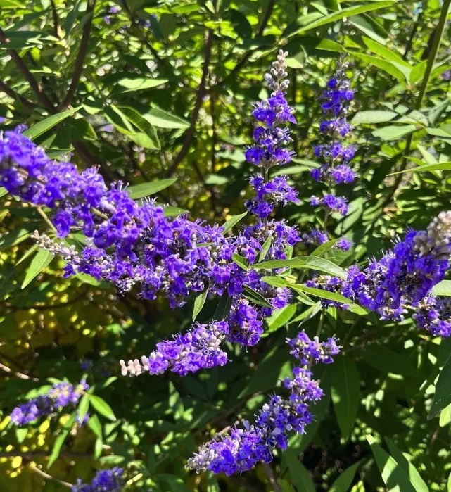 Set 2 Vitex Plants Live for Planting, Lilac Chastetree Plants Lilac Bush Plants for Garden 4inch Pot - Dormant in Winter
